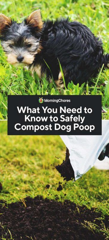 does dog poop make good fertilizer